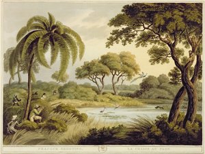 Peacock Shooting, from Oriental Field Sports, published by Edward Orme, 1807