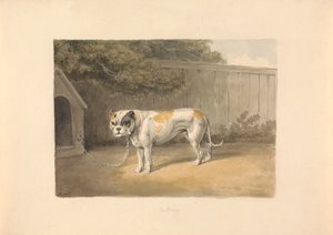 A Bulldog
