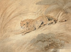 A Cheetah Crouching by a Pool by Samuel Howitt