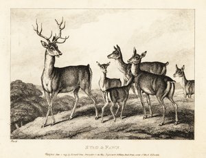 A stag with does and fawns by Samuel Howitt