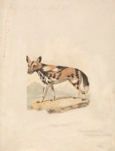 Abyssinian Dog by Samuel Howitt