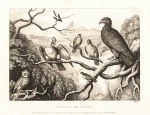 An Eagle Presides Over a Court of Birds in a Tree by Samuel Howitt