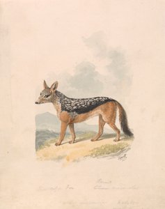 Black-backed Jackal