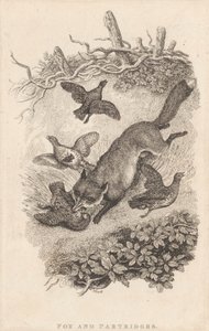 Fox and Partridges by Samuel Howitt