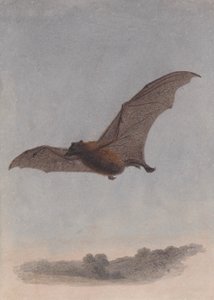 Study of a Vampire Bat by Samuel Howitt