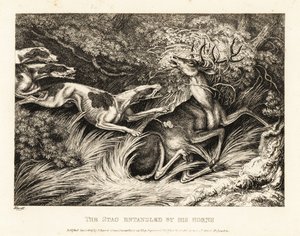 Three Hounds Attack a Stag Caught by Its Antlers by Samuel Howitt
