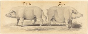 Two Chinese Pigs by Samuel Howitt