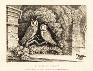 Two Owls and a Sparrow by Samuel Howitt