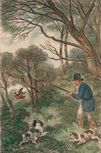 Woodcock Shooting