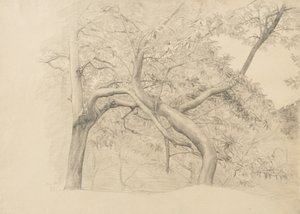 A thicket of trees in foliage by Samuel Isham