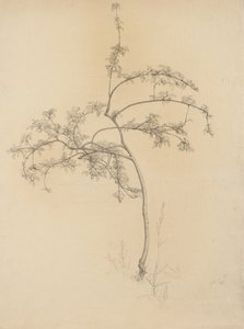 Flowering tree by Samuel Isham