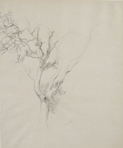 Tree study by Samuel Isham
