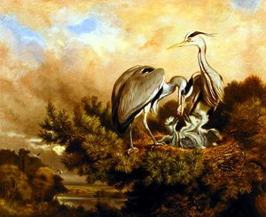Heron Feeding Their Young In A Pine Tree by Samuel John Carter