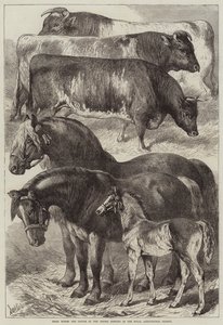 Prize Horses and Cattle at the Oxford Meeting of the Royal Agricultural Society
