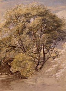 Study of a Willow Tree, c.1850 by Samuel Palmer