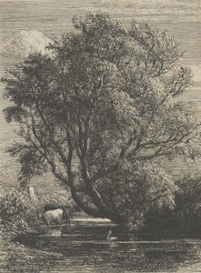The Willow