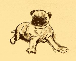 Cute Pug Puppy Sketch