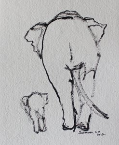 Elephant Family Walk