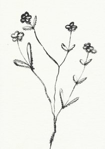 Minimalist Botanical Drawing by Santhosh ch