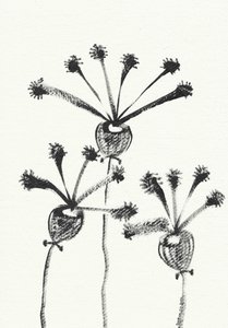 Minimalist Botanical Drawing by Santhosh ch