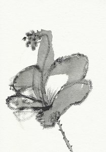 Monochrome Floral Study by Santhosh ch
