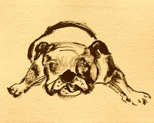 Playful Bulldog Sketch