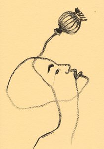 Serene Poppy Gaze