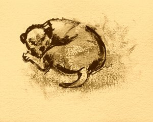 Sleeping Puppy Sketch