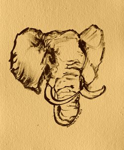 Wild Elephant Sketch