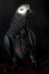 Dignified Grey Parrot by Santiago Pascual Buye