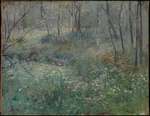 Wild Parsley