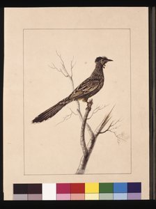 Wattled Bee Eater, now known as a Red Wattlebird
