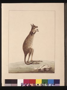 A Kangaroo. Now Known as a Kangaroo. Appears to be a Sarah Stone Copy of a Charles Catton Junr. Plate