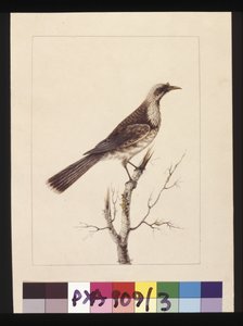 Knob, Fronted Bee Eater, now known as a Friar bird