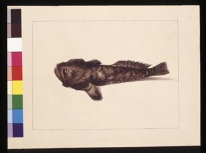 Doubtful Lophius. Now known as a Frog Fish