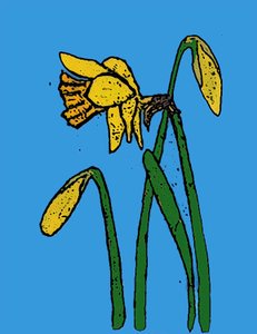 Daffodils