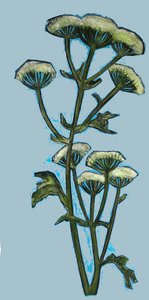 Hogweed