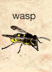 Wasp by Sarah Thompson Engels