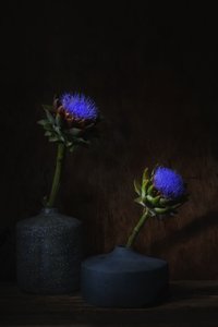 Dark Artichoke Blooms by Saskia Dingemans