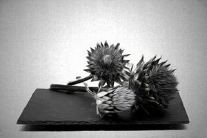 Monochrome Artichoke Still Life by Saskia Dingemans