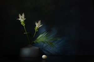 White Flowers Dark Still Life by Saskia Dingemans