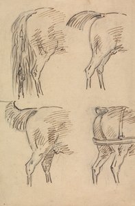 Four Sketches of Hind Quarters of Horse