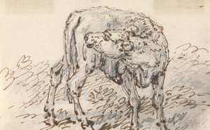 Study of a Calf by Sawrey Gilpin