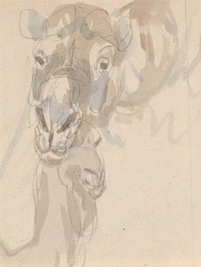 Study of a Camel