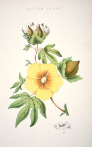 A cotton plant