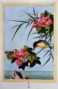 Bird on a branch (Bird fly?) Gouache of the 18th century Dijon, municipal library