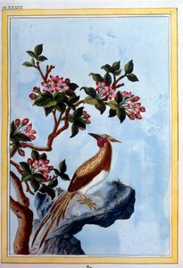Chinese Art: Flowers and Birds