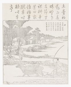 Plowing with a Water Buffalo in Muddy Rice Paddy