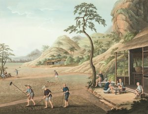 Tea production, c. 1820
