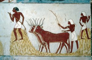 Luxor, Thebes: Tombs of the Nobles: The Tomb of Nakht. Agricultural Scene. Valley of the Nobles